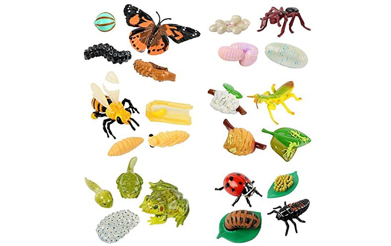 Insect Lore Life Cycle Stages Complete Set